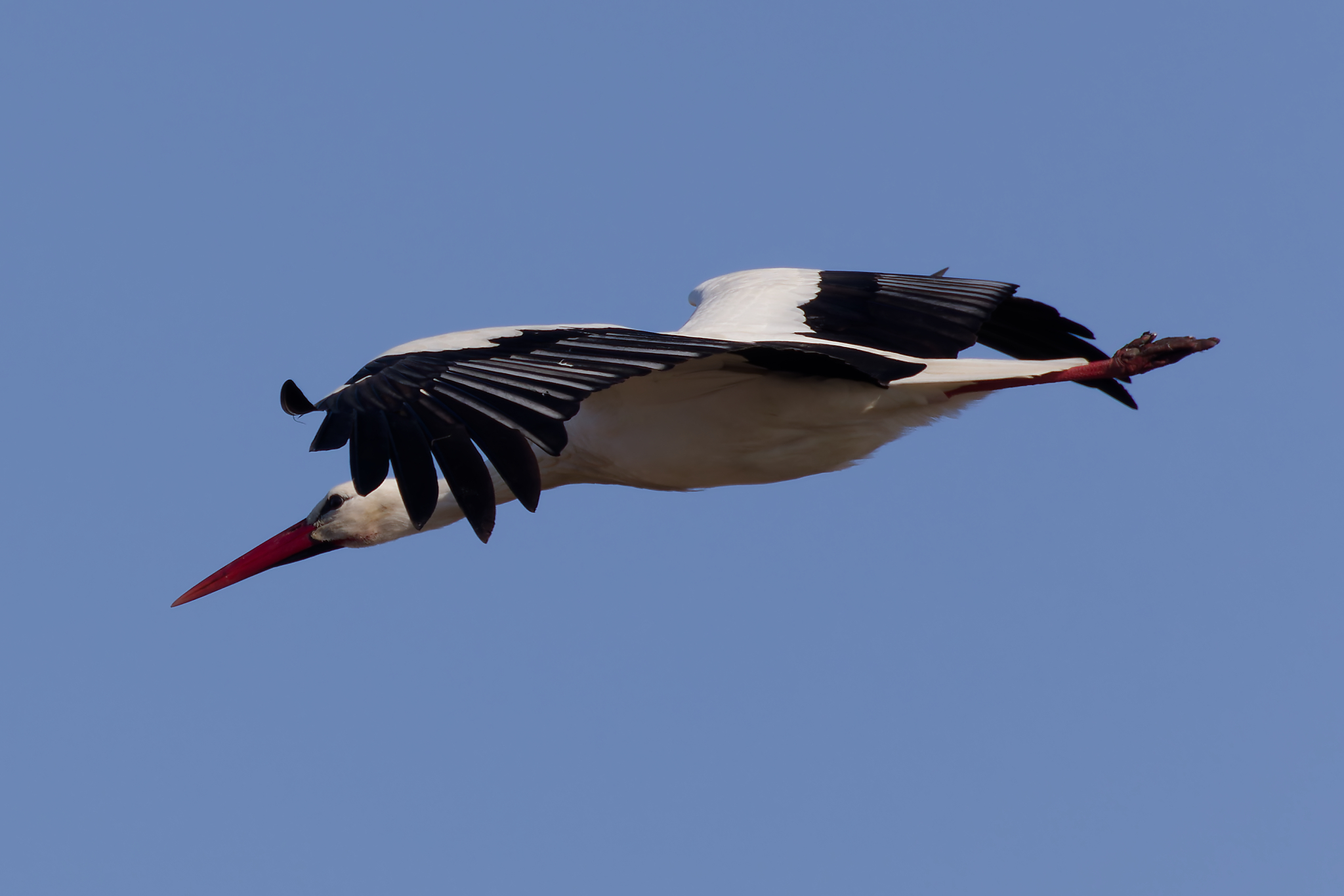 Miniature